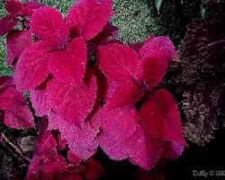 Coleus