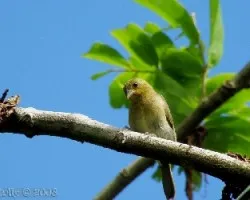 Sporophilla americana hembra