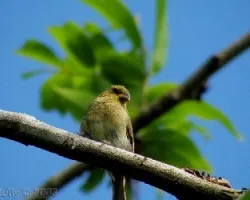 Sporophilla americana hembra