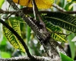 Basiliscus basiliscus