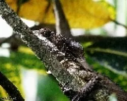 Basiliscus basiliscus