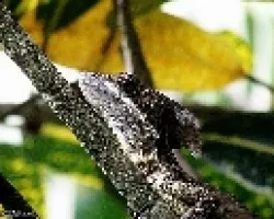 Basiliscus basiliscus