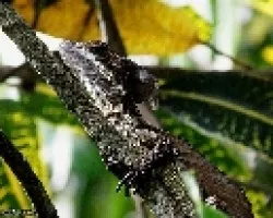 Basiliscus basiliscus