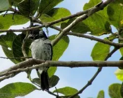 Sporophilla americana macho