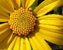 Tithonia diversifolia