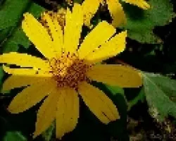 Tithonia diversifolia