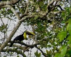 Ramphastos swansonii
