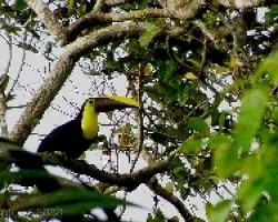 Ramphastos swansonii