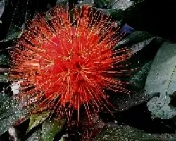 Brownea macrophylla