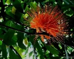 Brownea macrophylla
