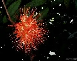 Brownea macrophylla