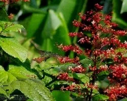 Amazilia tzacatl en Clerodendrum paniculatum
