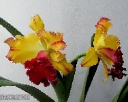 Cattleya h?brida
