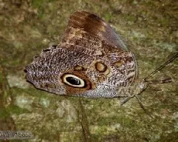 Mariposa