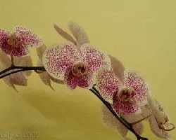 Phalaenopsis h?brida