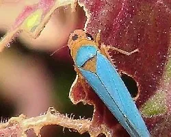 Insecto