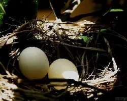 Nido con huevos