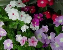 Catharanthus roseus