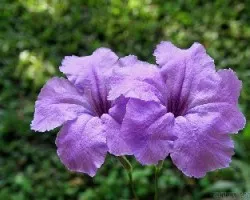 Ruellia brittoniana