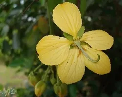 Cassia floribunda
