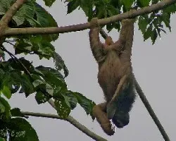 Bradypus sp
