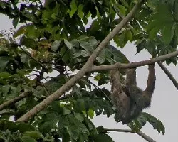 Bradypus sp