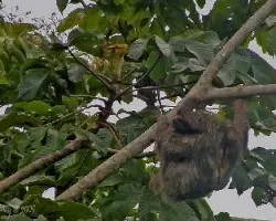 Bradypus sp