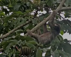 Bradypus sp