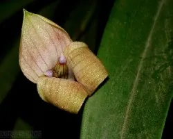Trigonidium egertonianum