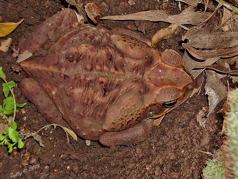 Foto