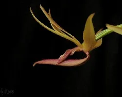 Mormodes powellii