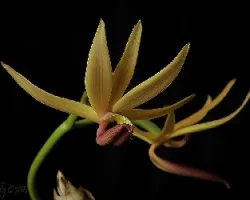 Mormodes powellii
