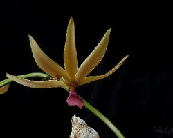 Mormodes powellii