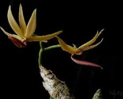 Mormodes powellii