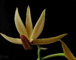 Mormodes powellii