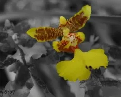Oncidium sp