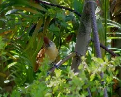 Thamnophilus doliatus