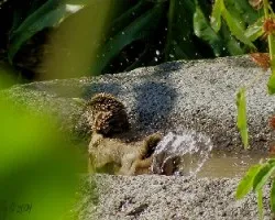 Turdus grayi???