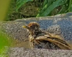 Turdus grayi???