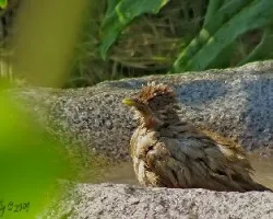 Turdus grayi???