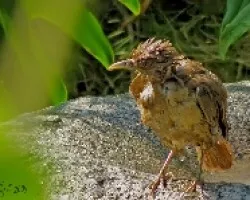 Turdus grayi???