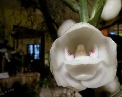 Peristeria elata