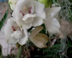 Peristeria elata