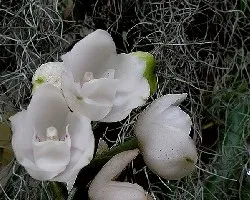 Peristeria elata