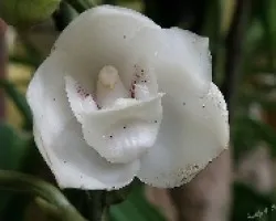 Peristeria elata