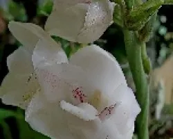 Peristeria elata