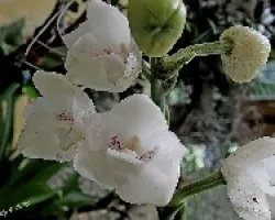 Peristeria elata