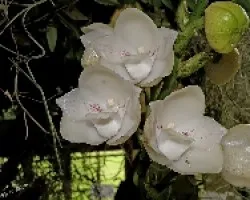 Peristeria elata
