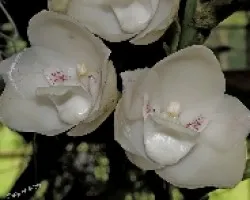 Peristeria elata