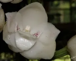 Peristeria elata